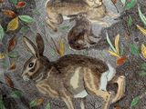 a plate with a picture of two rabbits on it