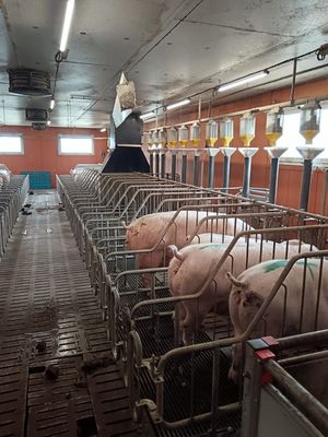 many pigs that are in the stalls in the barn