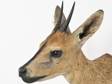a deer with horns on a white background with a white background