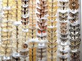 many different types of moths displayed in a display case
