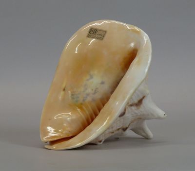 an image of a seashell on a white background