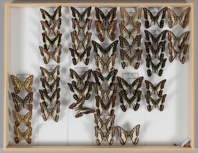 de nombreux papillons disposés dans un cadre en bois