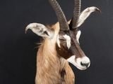 une antilope aux longues cornes sur fond noir