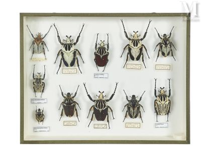 a lot of bugs that are on display in a glass case