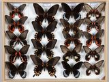 de nombreux papillons disposés dans un cadre en bois