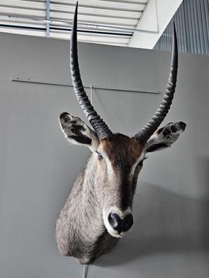 a antelope head mounted on the wall of a building