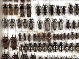 a lot of bugs that are on display in a display case