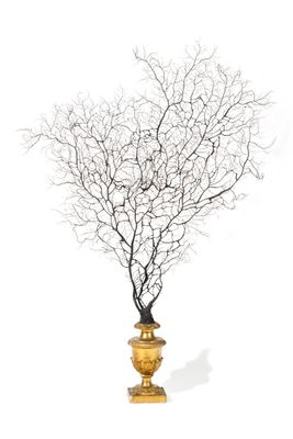 un vase doré contenant un arbre, sur fond blanc