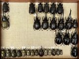 a lot of beetles that are on display in a wooden frame
