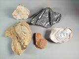 several different types of rocks are displayed on a table