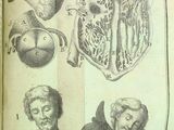 un vieux livre sur lequel figurent des dessins d'organes humains
