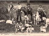 beaucoup de chiens qui sont debout dans l'herbe