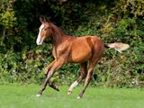 un cheval brun qui court dans un champ, avec des arbres en arrière-plan