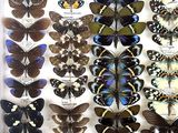 many different types of butterflies displayed in a white frame
