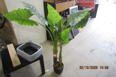 une plante posée dans un pot, sur le sol