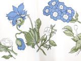 an open book with drawings of flowers and leaves on it
