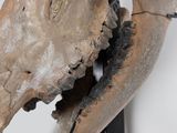 a close up of a large animal skull on a stand