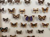 many different types of butterflies displayed in a display case