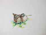 painting of a bird with a long beak sitting on the ground