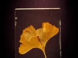 yellow ginknife leaf in a glass block on a black background