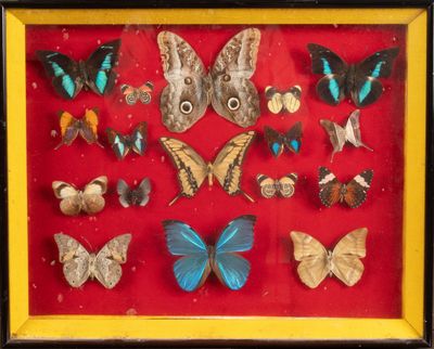 une composition encadrée de papillons et de phalènes dans un cadre en bois
