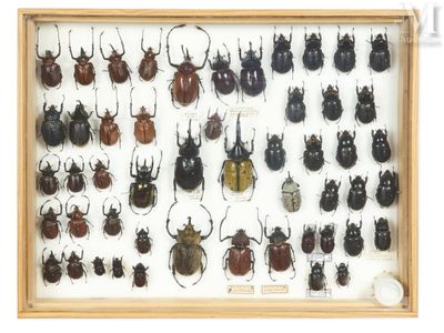 a display of beetles in a wooden frame on a white background