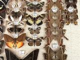 many different types of butterflies displayed on the wall
