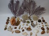 de nombreux types de coquillages et de coraux sur la table