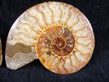 two ammonite fossils on a black cloth with a black background