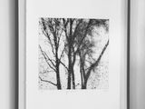 photographie en noir et blanc représentant deux arbres se détachant sur un mur blanc