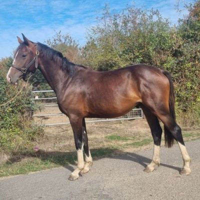 un cheval qui se tient au bord de la route