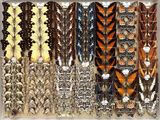 many different types of feathers displayed in a display case
