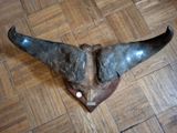 une grande corne posée sur un parquet, avec une étiquette accrochée dessus