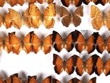a lot of orange and brown butterflies on a white surface