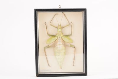 un insecte monté dans un cadre noir sur fond blanc
