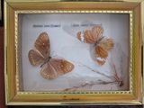 a picture of a picture of two butterflies in a gold frame