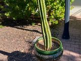 a cactus plant in a pot on a pedestal