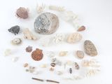 beaucoup de coquillages sur la surface blanche