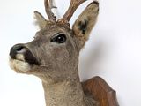 a deer head mounted on the wall of a room