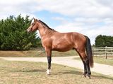 a horse that is standing in the grass by a fence