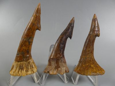 Fossiles de collection. Lot de trois dents rostrales de requ… - Photo 1