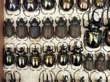 a display of beetles in a wooden frame on a wall