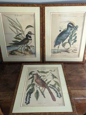 two framed prints of birds on a wooden table in a room
