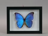 a blue butterfly in a black frame on a white background