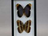 two butterflies in a shadow box with a white background