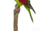 un oiseau vert et rouge perché sur une branche