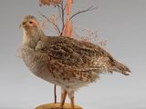 un petit oiseau posé sur un socle en bois