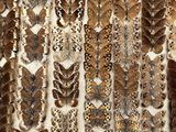 an assortment of moths and moths displayed in a display case