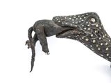 a sculpture of a lizard that is sitting on top of a table