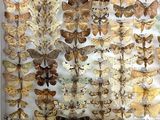 a lot of moths that are on display in a glass case